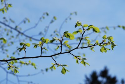 Ulmus laevis - jilm brvitý (vaz) - jarní větévka